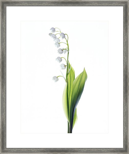 503x600 Lily Of The Valley