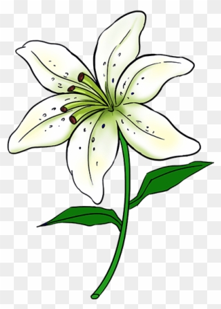 320x447 Lily Flower Clip Art Cliparts