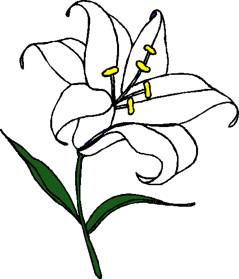 490x571 Drawing Lilly Easter Lily Huge Freebie! Download For Powerpoint