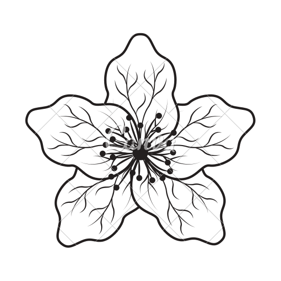 550x550 Drawing Lily Japanese Huge Freebie! Download For Powerpoint