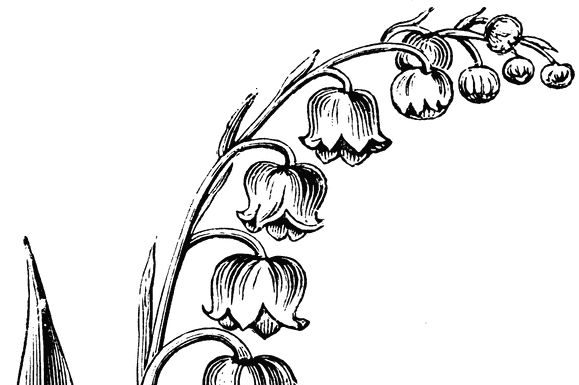 Lily Of The Valley Flower Drawing | Free download on ClipArtMag