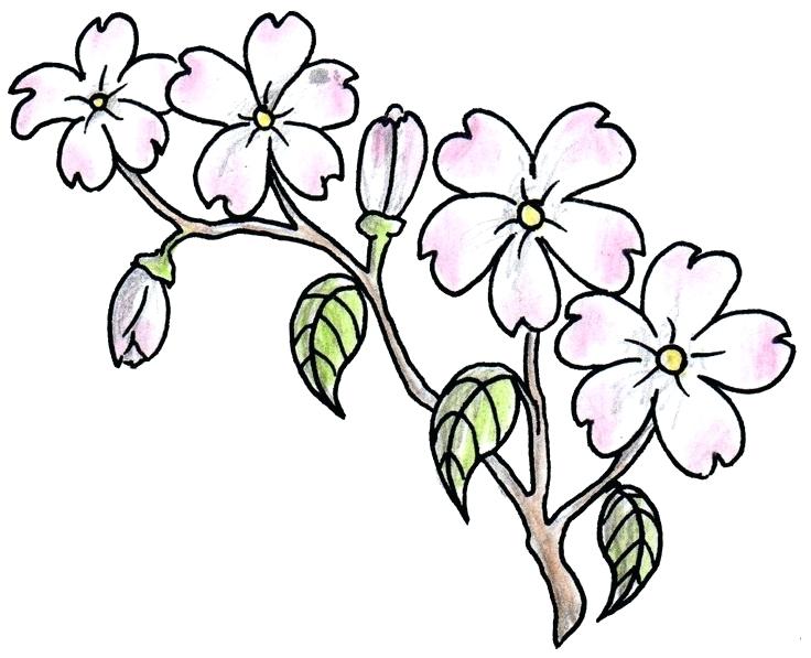 736x597 How To Draw Flowera