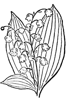 235x328 Lily Of The Valley Drawing