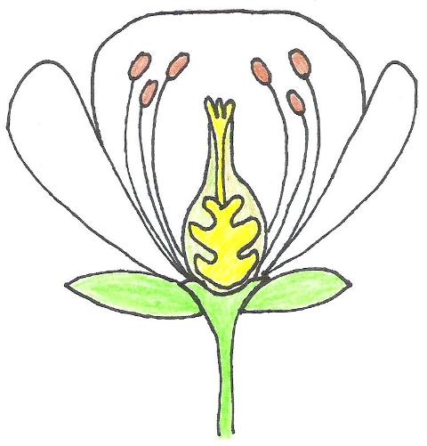 480x501 classification lily of the valley