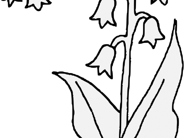 640x480 Lily Of The Valley Clipart