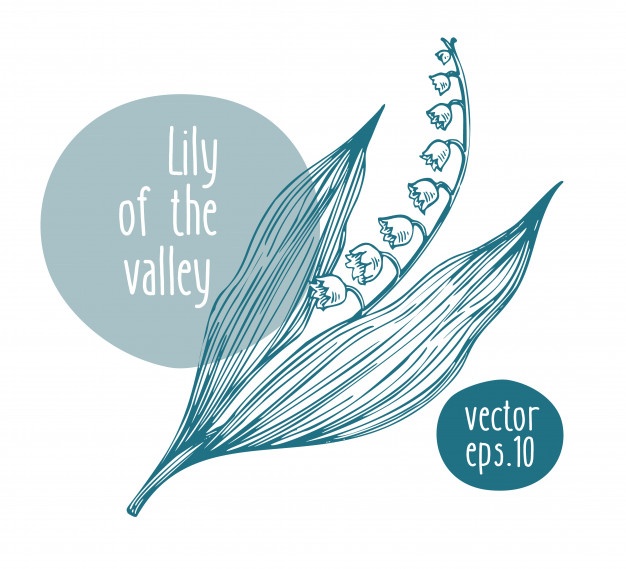 626x569 Lily Of The Valley Vectors, Photos And Free Download