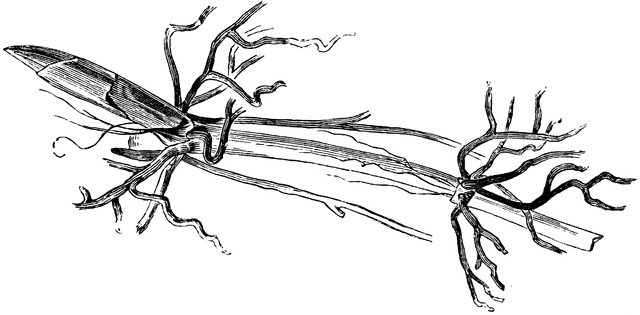 640x315 Young Crown Of The Lily Of The Valley Clipart Etc