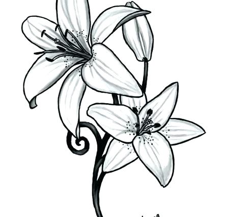 442x425 Drawing Of Lillies