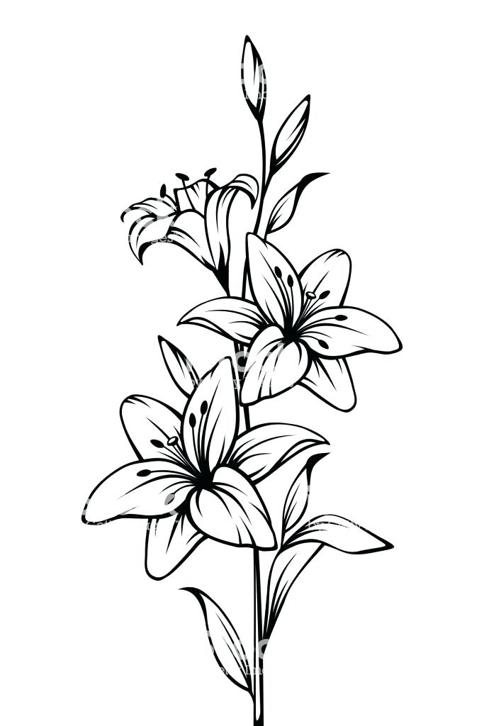 683x1024 Lilies To Draw
