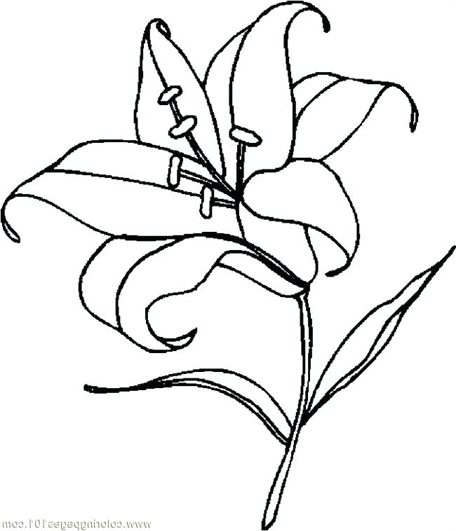 650x758 Lily Coloring Pages