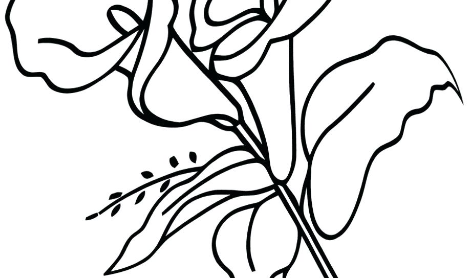 916x544 Lily Flower Coloring Pages