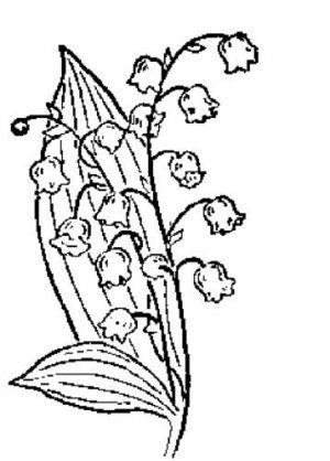 300x418 Lily Of The Valley Drawings
