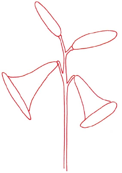 Lily Outline Drawing