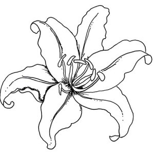 300x300 lily outline coloring pages lovely lily pad coloring