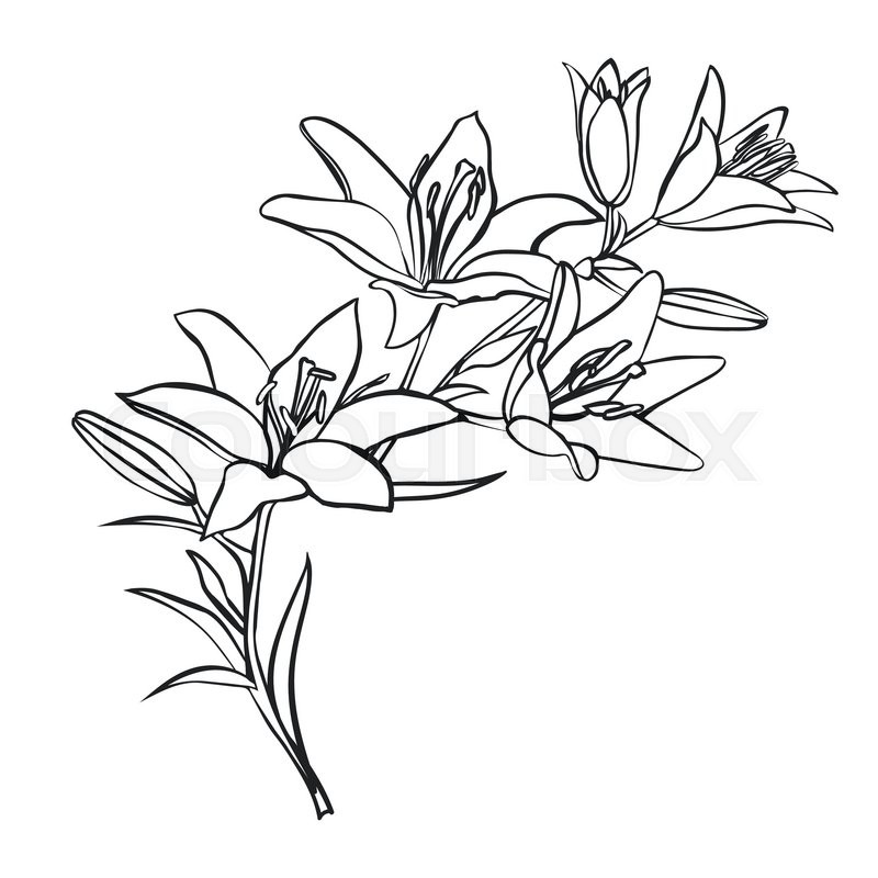 Lily Outline Drawing | Free download on ClipArtMag