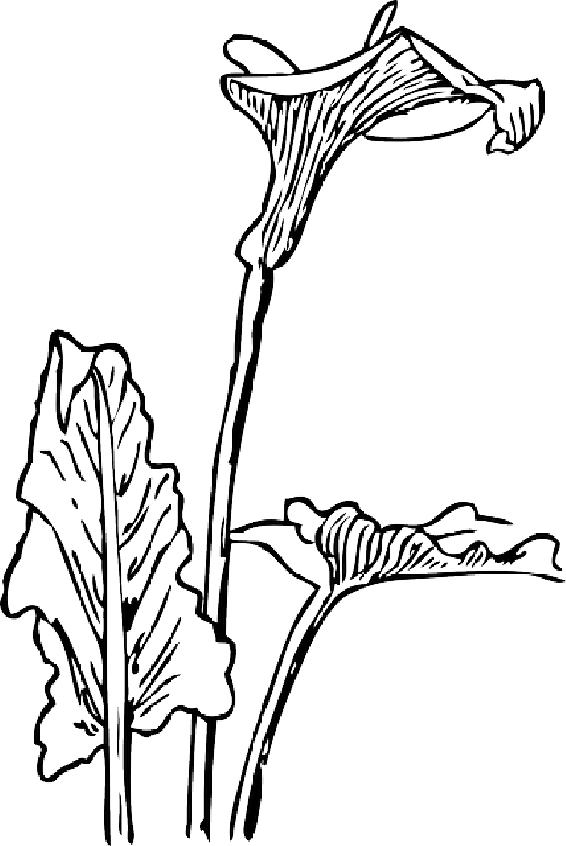 800x1196 Outline, Drawing, Flower, Flowers, Plant, Lily, Calla