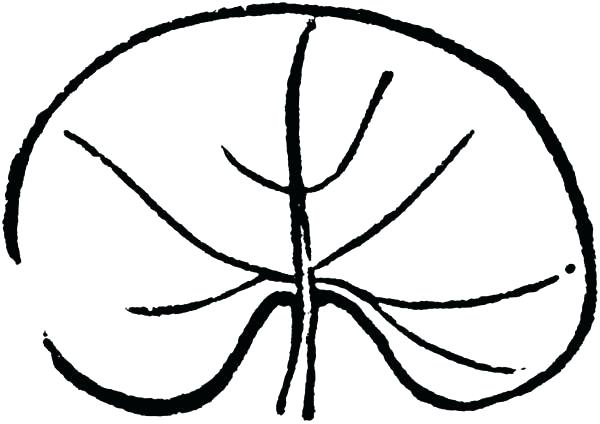 600x424 Frog Love To Sit On Lily Pad Coloring