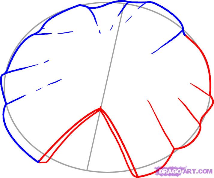 714x593 How To Draw A Lily Pad, Step