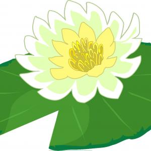 300x300 Photowater Lily Pad Vector Seamless Pattern In Line Drawing Style