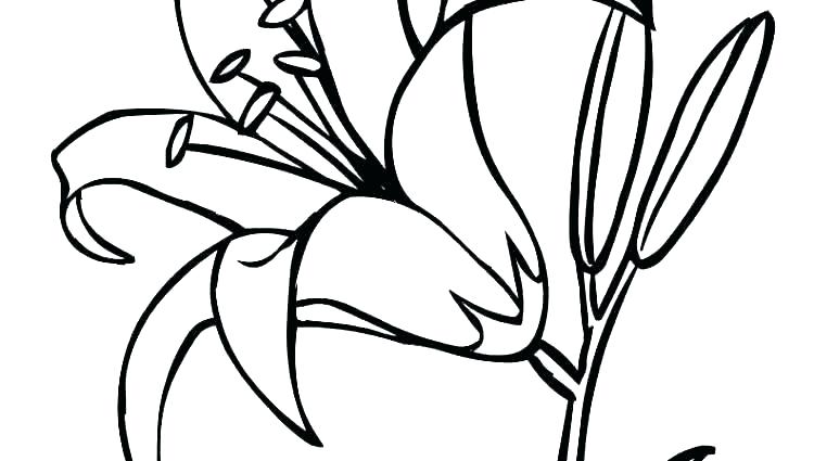 750x425 Lily Pad Coloring