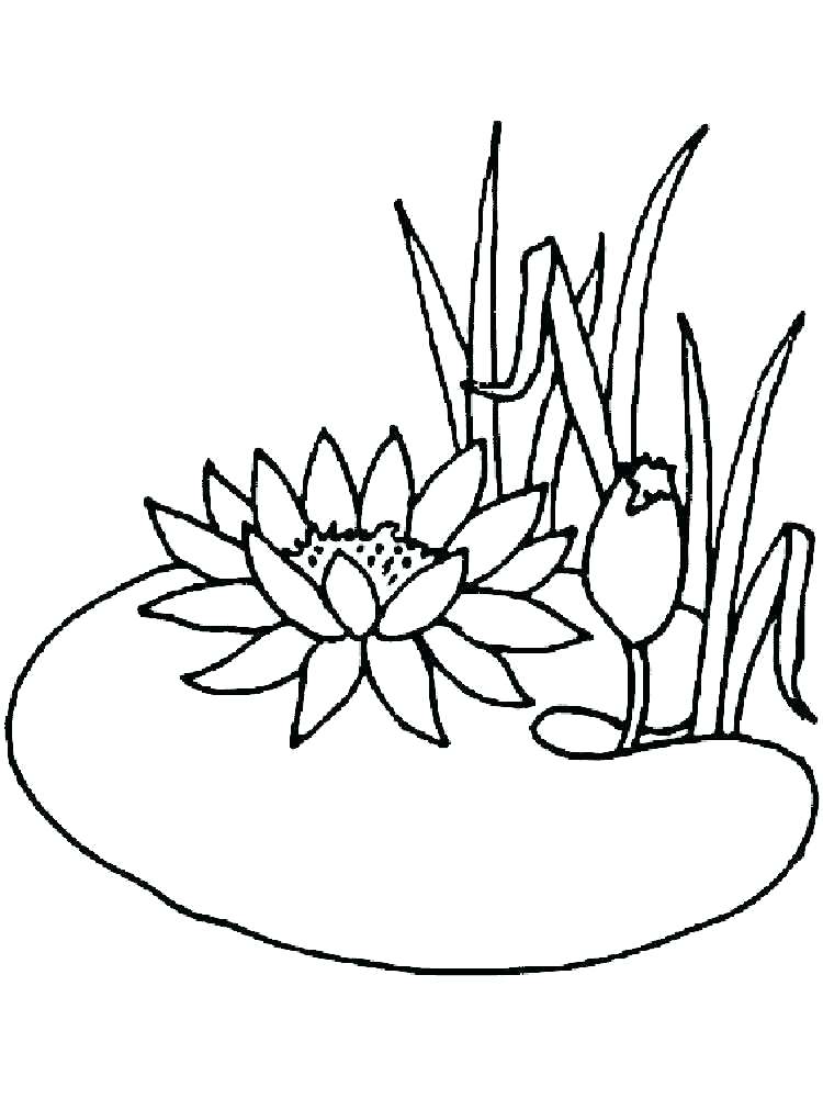 750x1000 Lily Pad Flower Drawing At Getdrawings Com Free For Personal Use
