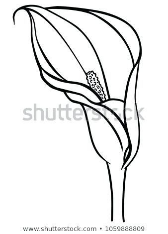 338x470 calla lily flower drawing calla lily drawings free architecture