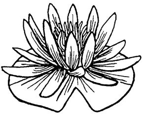 300x236 unmounted rubber stamps, flowers, floral stamps, water plants