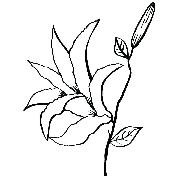 728x728 Lily Coloring Pages
