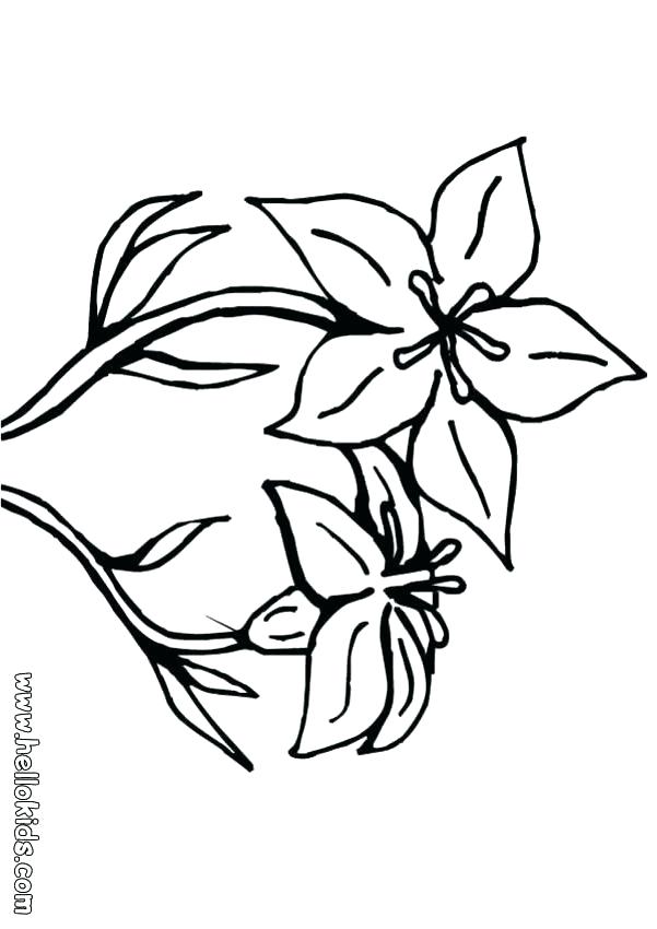 601x850 Lily Flower Coloring Pages