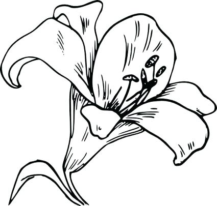 425x405 Lily Flower Drawing