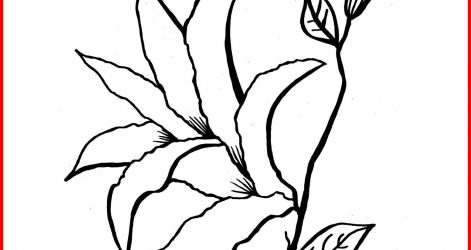 471x250 Frog On Lily Pad Coloring