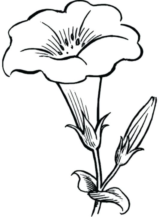 530x723 Calla Lily Line Drawing Free Pages Coloring Printable Flowers
