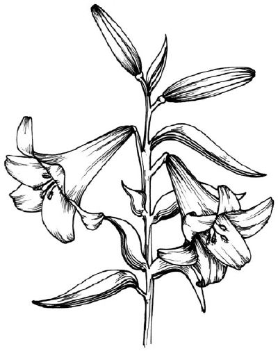 400x505 How To Draw A Lily In Steps Art Lessons Drawings, Lilies