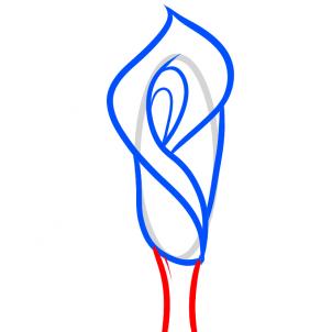 302x302 How To Draw How To Draw A Lily For Kids, Calla Lily