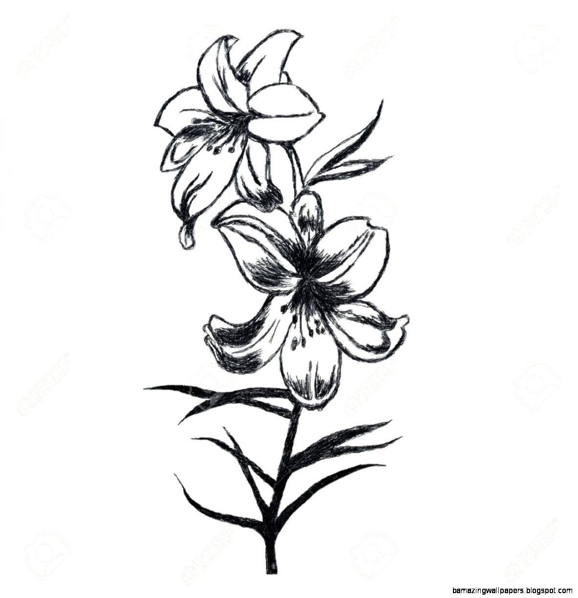 1183x1222 Lily Flower Black And White Drawing Amazing Wallpapers