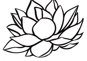 300x210 water lily flower drawing water lily