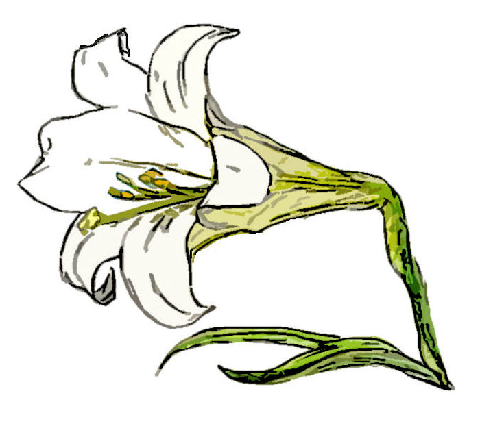 700x622 White Trumpet Lily Clipart