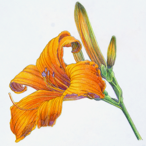 300x300 Colored Pencil On Polyester Film Janie Gildow