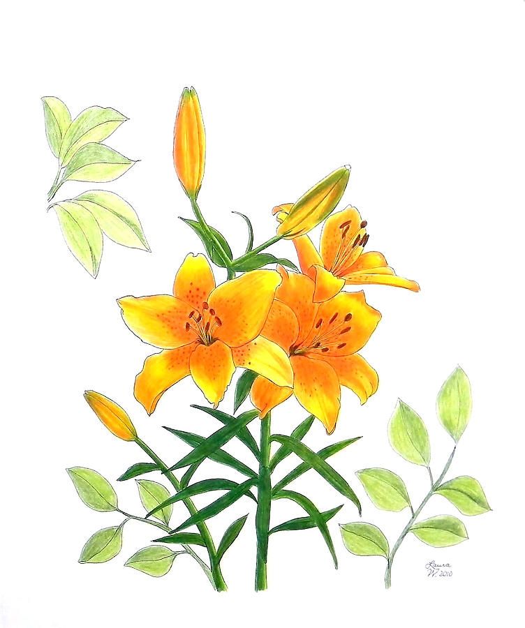 752x900 Asiatic Hybrid Lily Drawing