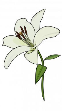 215x382 How To Draw A Lily Step
