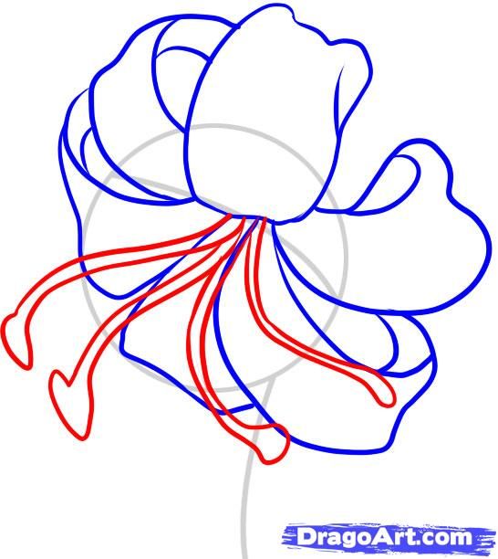546x612 How To Draw A Tiger Lily, Step