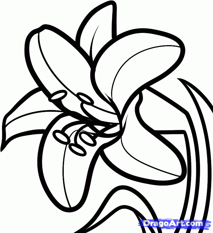685x750 How To Draw An Easter Lily, Step