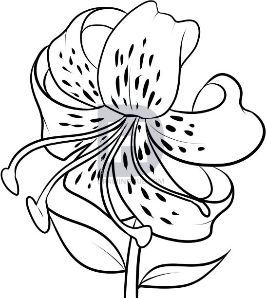 546x612 How To Draw A Tiger Lily, Step