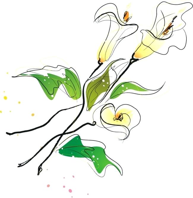 650x664 lily sketch lily sketch drawing of a flower lily flower hand