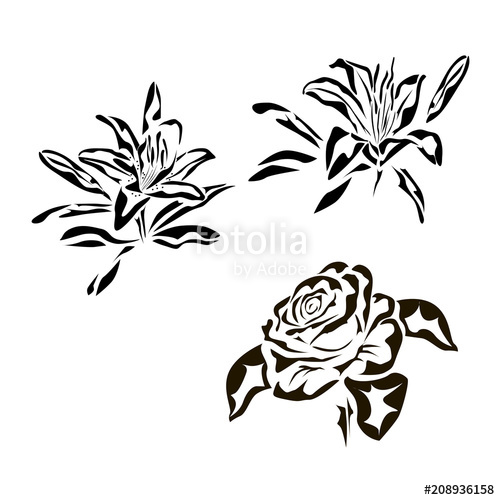 500x500 Vector Drawing Of A Rose Tattoo, Logo Lily Stock Image