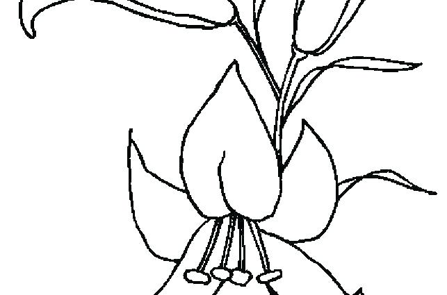 643x425 Lily Pad Coloring