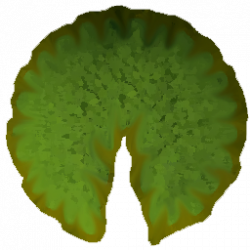 250x250 lilypad drawing tundra plant, picture