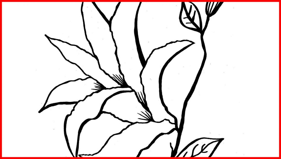 1084x616 Printable Lily Pad Coloring Pages Colouring Free Frog On Sheet I