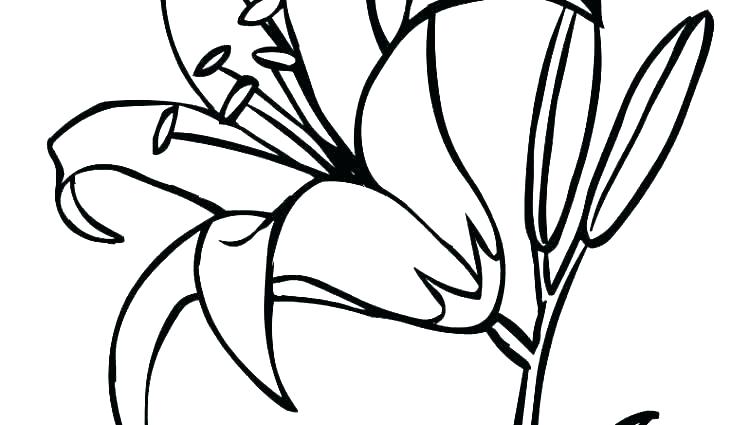 750x425 Lily Pad Coloring