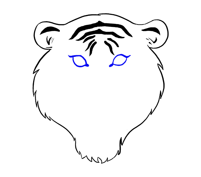 678x600 How To Draw A Tiger Face In A Few Easy Steps Easy Drawing Guides